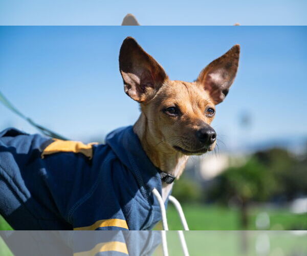 Medium Photo #3 Chiweenie Puppy For Sale in San Francisco, CA, USA