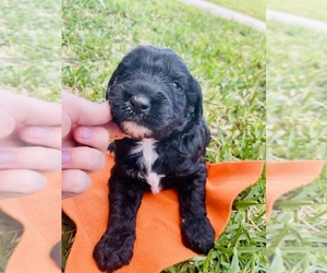 Sheepadoodle Puppy for sale in BRENHAM, TX, USA