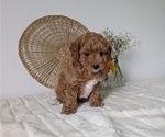 Small Photo #5 Poovanese Puppy For Sale in GOSHEN, IN, USA