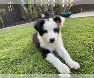 Border Collie Puppy for sale in CHULA VISTA, CA, USA