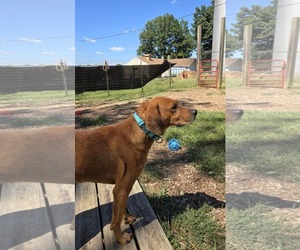 Golden Retriever-Unknown Mix Dogs for adoption in Rustburg, VA, USA