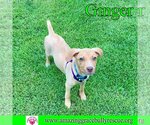 Small Photo #17 Labrador Retriever-Unknown Mix Puppy For Sale in Pensacola, FL, USA