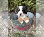 Small #3 Bernese Mountain Dog
