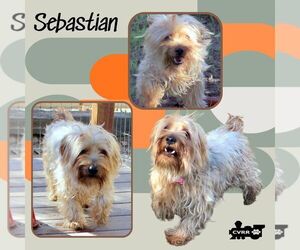 Mutt Dogs for adoption in Lindsay, CA, USA