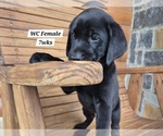Small Photo #67 Labrador Retriever Puppy For Sale in EDGEWOOD, TX, USA