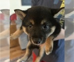 Small Photo #9 Shiba Inu Puppy For Sale in ELIZABETH CITY, NC, USA