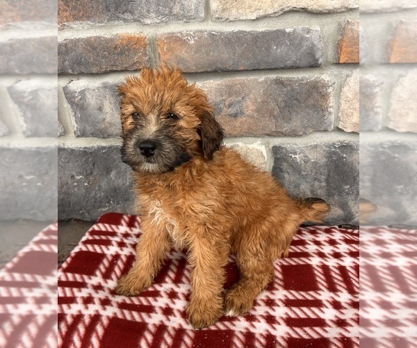 Medium Photo #3 Whoodle (Miniature) Puppy For Sale in MIDDLEBURY, IN, USA
