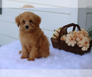 Goldendoodle Puppy for sale in ITASCA, TX, USA