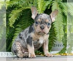 Small #1 French Bulldog
