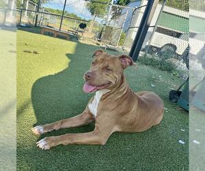 Staffordshire Bull Terrier-Unknown Mix Dogs for adoption in Pasadena, TX, USA