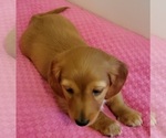 Small Photo #2 Dachshund Puppy For Sale in CATAULA, GA, USA