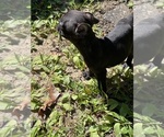 Small Photo #15 French Bulldog Puppy For Sale in MILLVILLE, NJ, USA