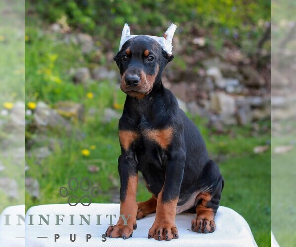 Medium Photo #1 Doberman Pinscher Puppy For Sale in NEWMANSTOWN, PA, USA