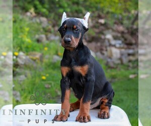 Doberman Pinscher Puppy for sale in NEWMANSTOWN, PA, USA