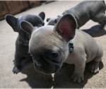 Small #33 French Bulldog