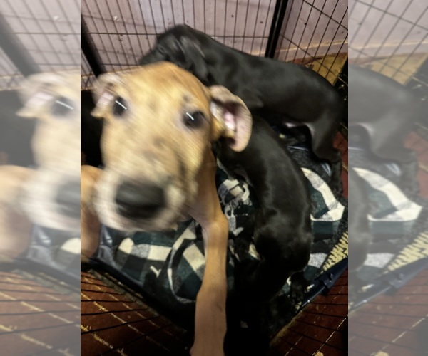 Medium Photo #25 Great Dane Puppy For Sale in ALIQUIPPA, PA, USA