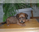Puppy Chad Mal-Shi-Yorkshire Terrier Mix