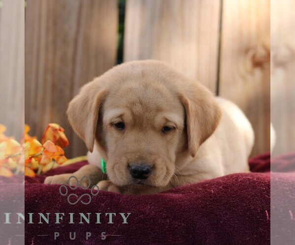 Medium Photo #4 Labrador Retriever Puppy For Sale in SHIPPENSBURG, PA, USA