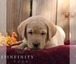 Ryder - Male Labrador Retriever Puppy for Sale - Photo #4