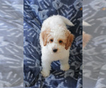 Small #2 Goldendoodle (Miniature)