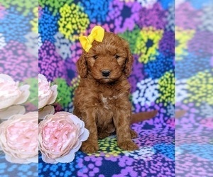 Goldendoodle (Miniature) Puppy for sale in CHRISTIANA, PA, USA