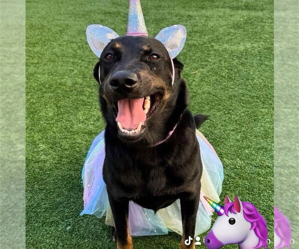 Medium Photo #20 Labrottie Puppy For Sale in Fort Worth, TX, USA