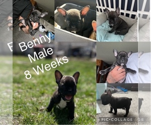 French Bulldog Puppy for sale in HASTINGS, MN, USA