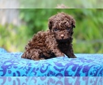 Small #1 Poodle (Toy)