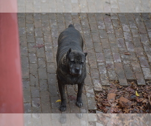 Cane Corso Dog for Adoption in BIRMINGHAM, Alabama USA