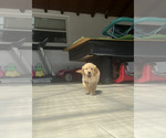 Small Photo #40 Golden Retriever Puppy For Sale in ORLANDO, FL, USA
