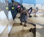Small Photo #11 Belgian Malinois Puppy For Sale in ELK GROVE, CA, USA