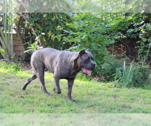 Mother of the Cane Corso puppies born on 06/03/2022