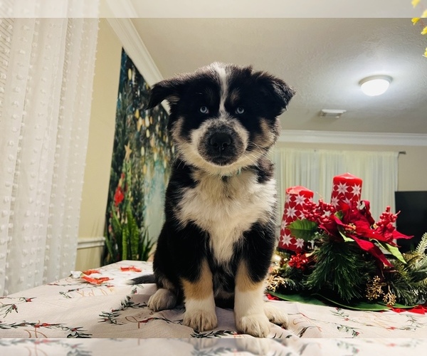Medium Photo #16 Siberian Husky Puppy For Sale in SUGAR LAND, TX, USA
