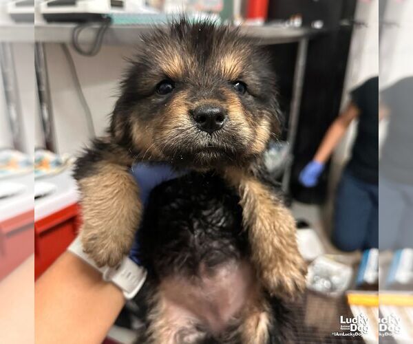 Medium Photo #2 Spaniel-Unknown Mix Puppy For Sale in Washington, DC, USA