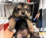 Small #1 Spaniel Mix
