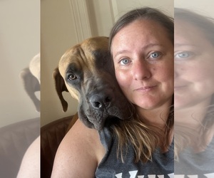 Father of the Boerboel puppies born on 10/04/2026