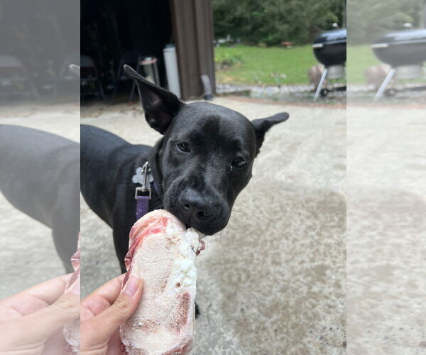 Medium Photo #16 Labrador Retriever-Unknown Mix Puppy For Sale in Holly Springs, NC, USA