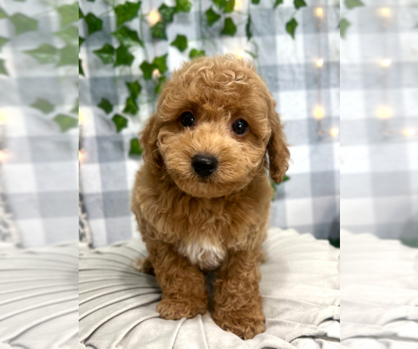 Medium Photo #3 Cavapoo Puppy For Sale in MARIETTA, GA, USA