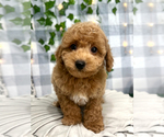 Small Photo #3 Cavapoo Puppy For Sale in MARIETTA, GA, USA