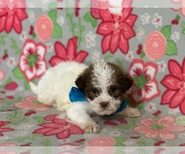 Medium Photo #4 ShihPoo Puppy For Sale in LANCASTER, PA, USA