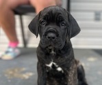 Puppy 3 Cane Corso