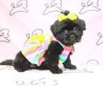 Small Photo #15 Shih Tzu Puppy For Sale in LAS VEGAS, NV, USA