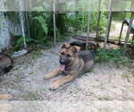 Small Photo #2 German Shepherd Dog Puppy For Sale in LAKELAND, FL, USA