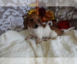 Small #11 Dachshund
