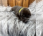Small #2 Labrador Retriever