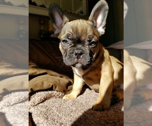 Faux Frenchbo Bulldog-French Bulldog Mix Puppy for sale in LIVONIA, MI, USA