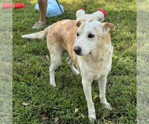MARGE (& HOMER) - Female Labrador Retriever-Unknown Mix Dog for Adoption - Photo #3