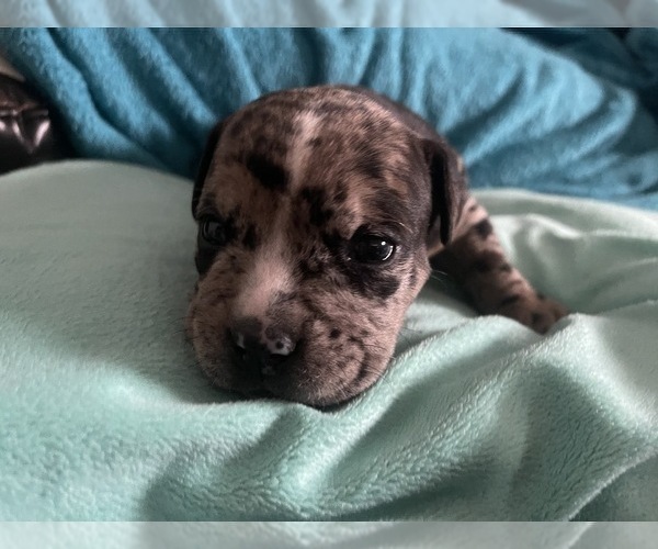Medium Photo #117 American Bully Puppy For Sale in REESEVILLE, WI, USA