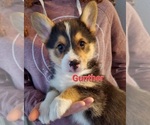 Puppy Gunther Pembroke Welsh Corgi