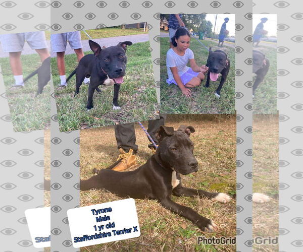 Medium Photo #4 American Staffordshire Terrier-Labrador Retriever Mix Puppy For Sale in Blacksburg, SC, USA